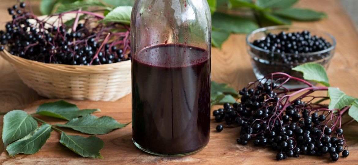 Elderberry: Benefits & Uses - Holistic Lifestyle